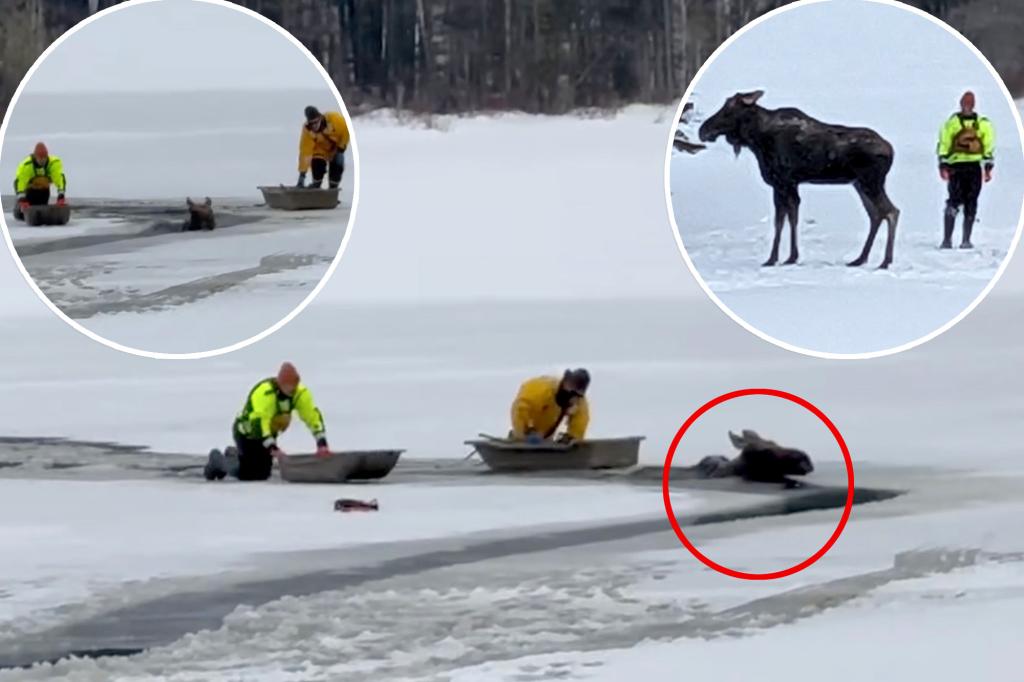 How to rescue a moose from a frozen lake: ‘No training manual’